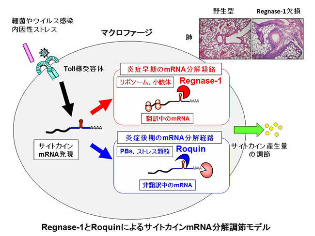 Regnase-1とRoquinによるサイトカインmRNA分解調節モデル
